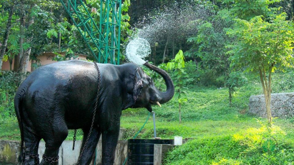 Swasthi Griha Villa Aranmula Eksteriør billede